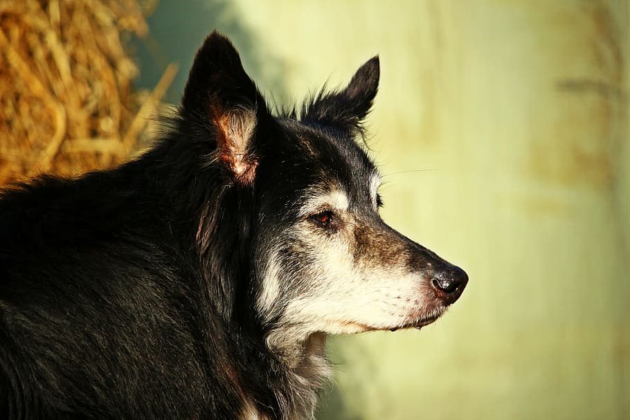 dog, border collie, herding dog, purebred dog, british sheepdog HD wallpaper