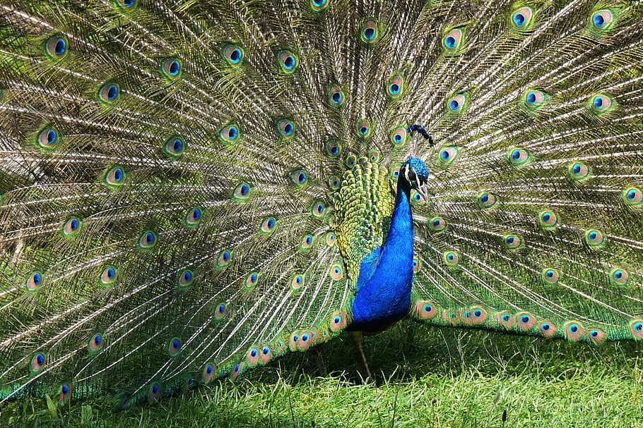 peacock, balz, beat rad, pride, peacock wheel, bird, animal, HD wallpaper