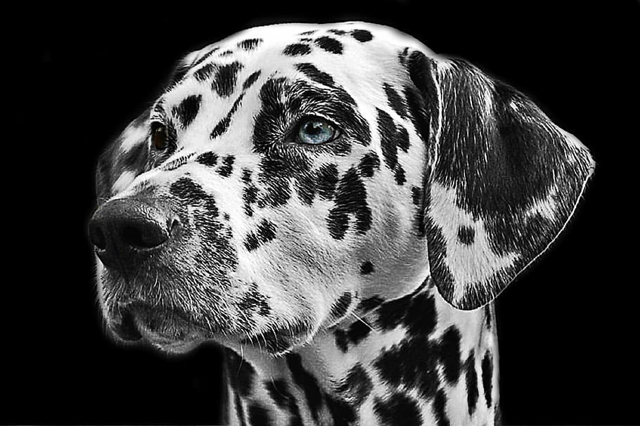 adult white and black Dalmatian, dalmatians, dog, animal, head