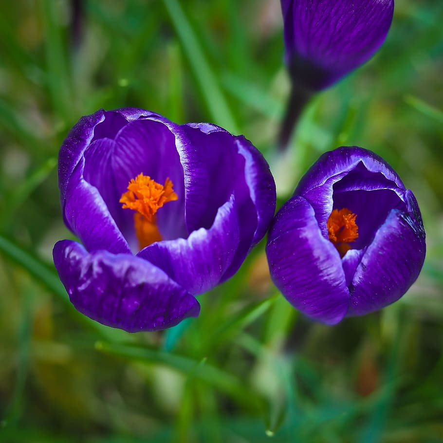 crocus, spring, flower, purple, blossom, bloom, spring flower HD wallpaper