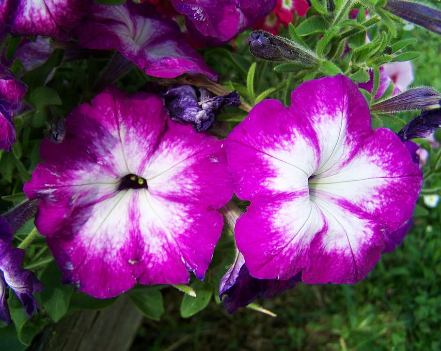 HD wallpaper: petunia, purple and white, flower garden, plant