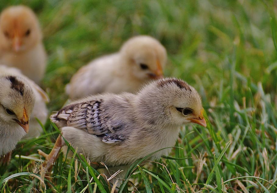 close up photo of four yellow-and-black chicken chicks walking on grass during daytime HD wallpaper
