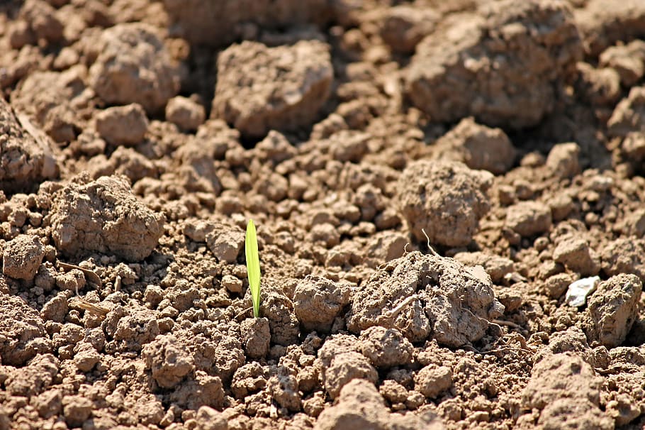 green leaf of plant sprouting from ground, engine, arable, agriculture, HD wallpaper