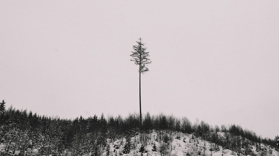 bare tree on top of mountain, trees and mountain, alone, tall HD wallpaper