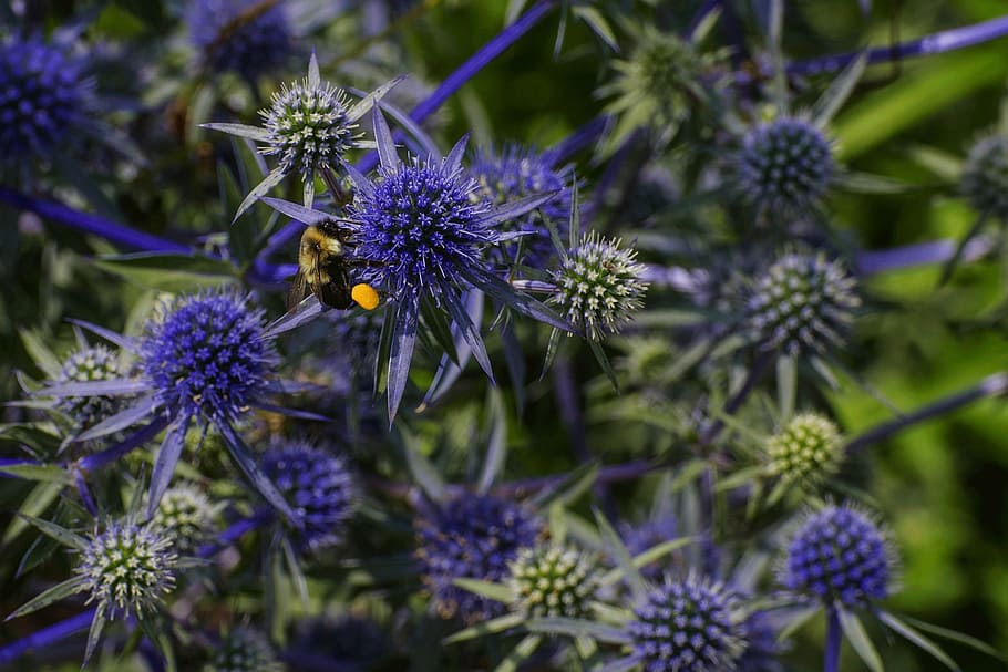 nature, flora, bee, flower, flowering plant, fragility, freshness HD wallpaper