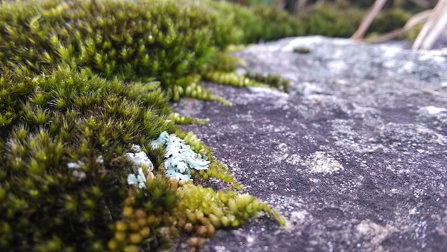 moss, lichens, rock, plant, selective focus, growth, no people HD wallpaper