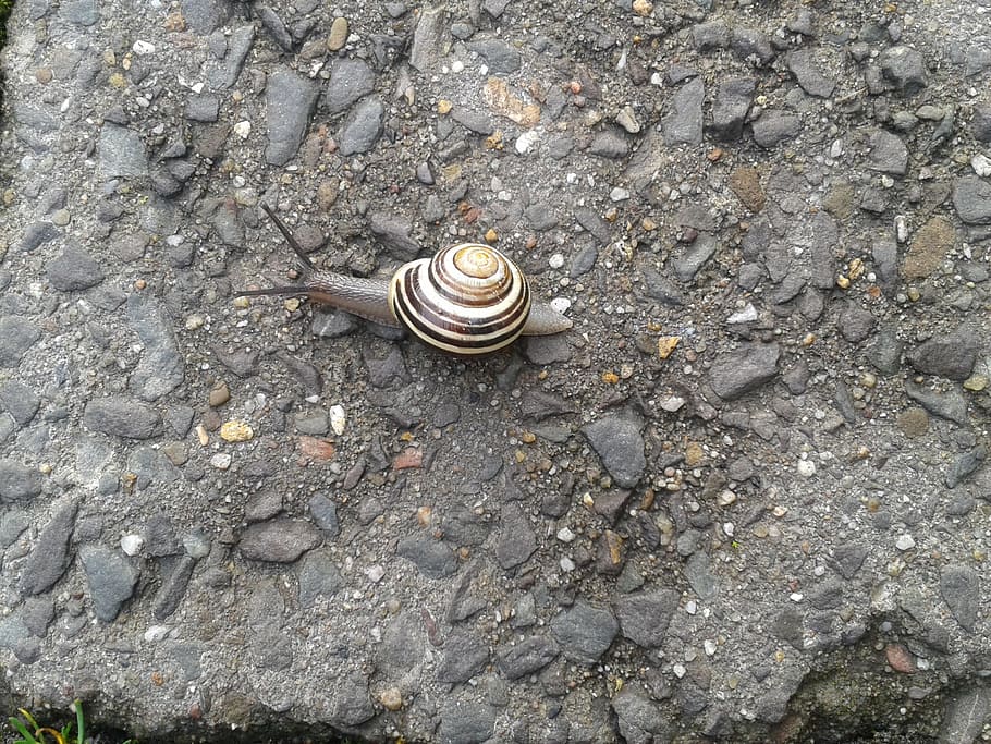 Snail, Sneak, Shell, Mucus, slowly, steinweg, time, one animal HD wallpaper