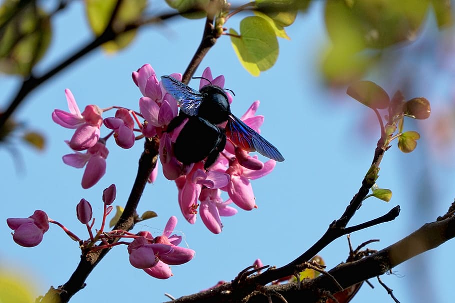 black carpenter bee, tree, spring, nature, flowers, plant, insect HD wallpaper