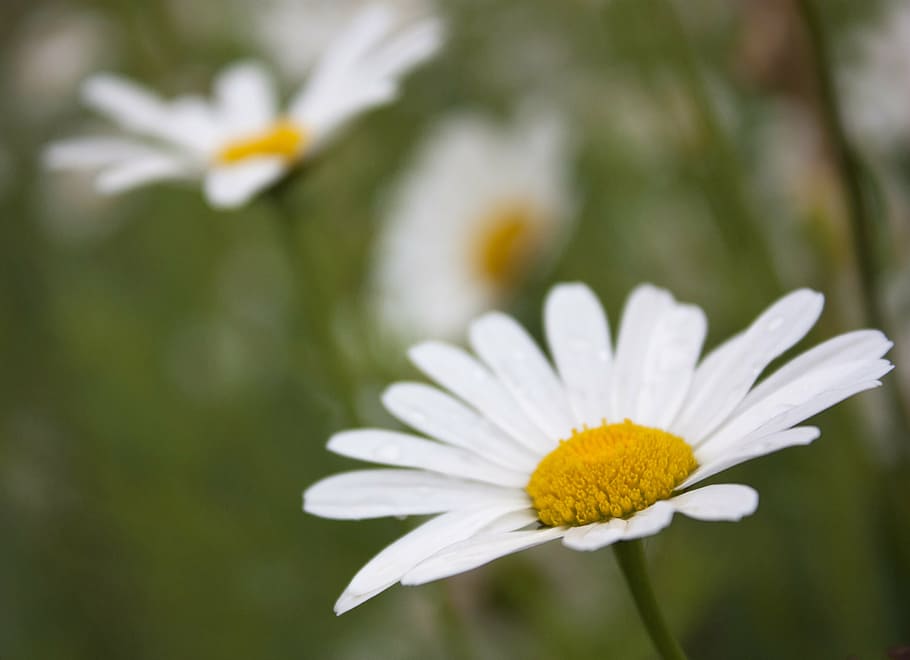 margaret, flower, spring, prato, nature, flowering plant, freshness HD wallpaper