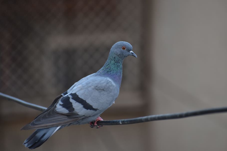 pigeon, bird, feral pigeons, animal themes, vertebrate, animal wildlife, HD wallpaper