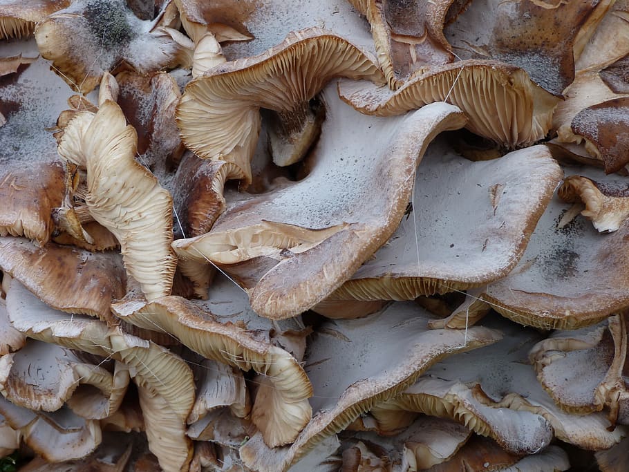 fungus, oyster, structure, full frame, backgrounds, no people HD wallpaper