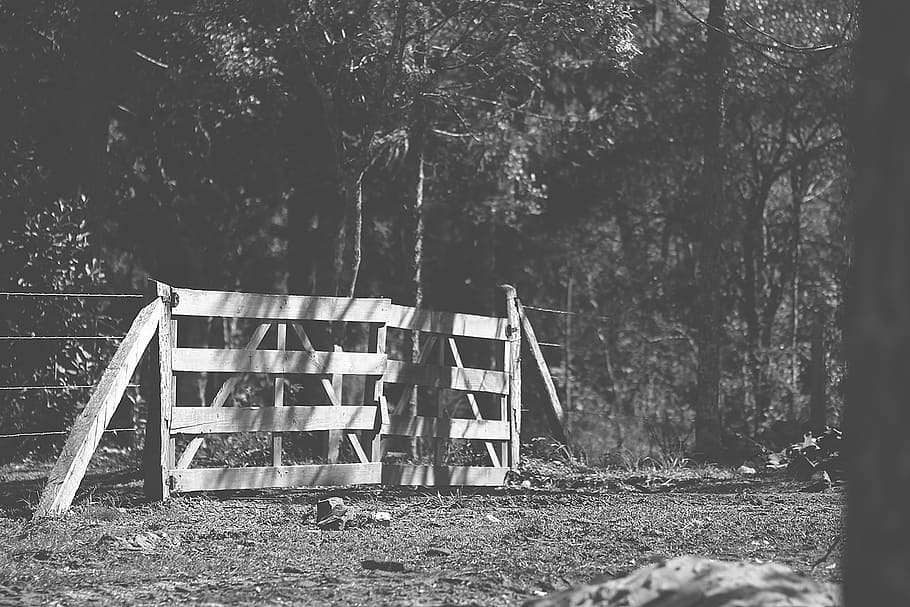 concierge, farm, plant, tree, land, nature, day, no people HD wallpaper