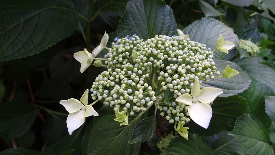 hydrangea, flower, nature, plant, growth, plant part, leaf HD wallpaper