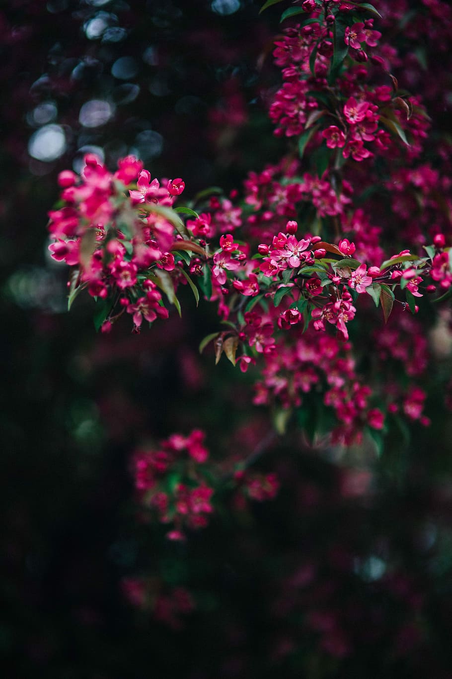 Hd Wallpaper Lovely Pink Flowers Blooming From The Tree Branches Copy Space Wallpaper Flare