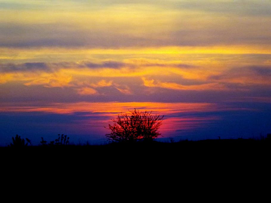 Sunset, Tree, Red, Sky, Fire, in the evening, cloud, silhouette HD wallpaper