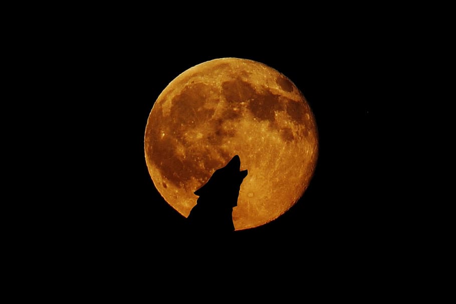 silhouette of wolf, full moon, howl, photo montage, atmosphere HD wallpaper