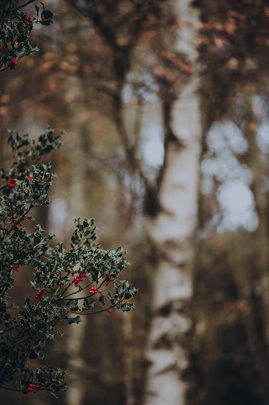 selective focus photography of green leafed plant with red cherry fruit, selective photography of mistletoe plant
