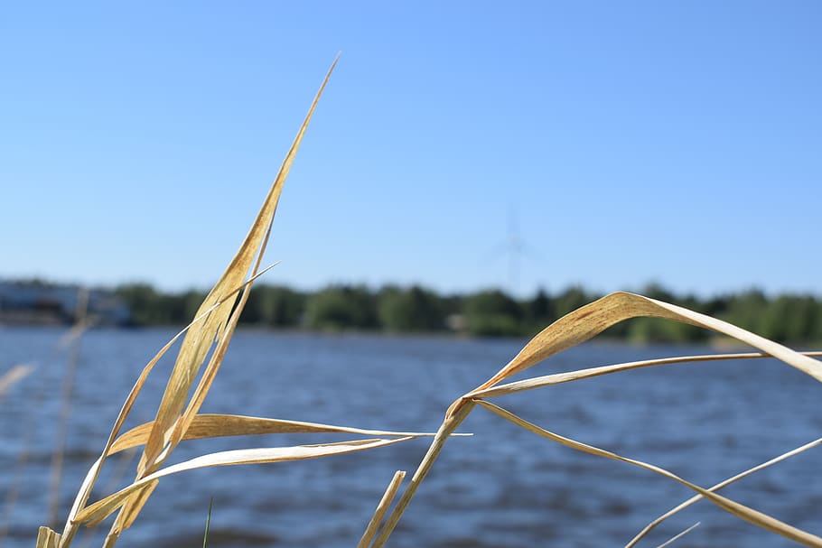 hay, water, sky, lake, focus on foreground, nature, blue, day HD wallpaper