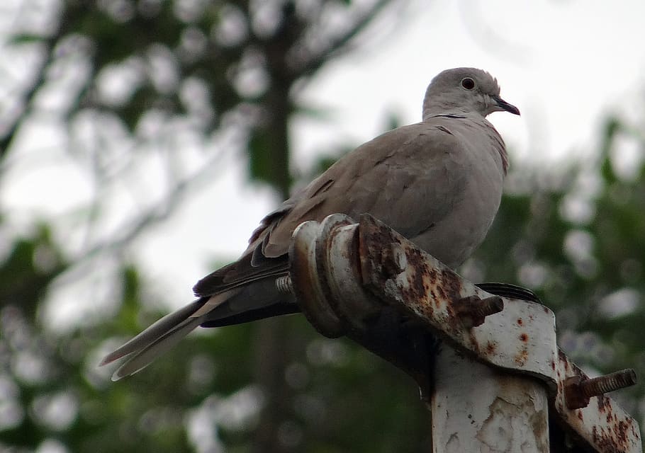 eurasian collared dove, streptopelia decaocto, ring dove, bird, HD wallpaper