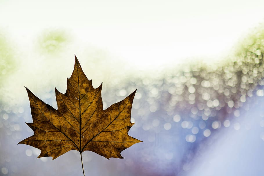 maple leaf illustration, brown maple leaf, fall, autumn, bokeh HD wallpaper