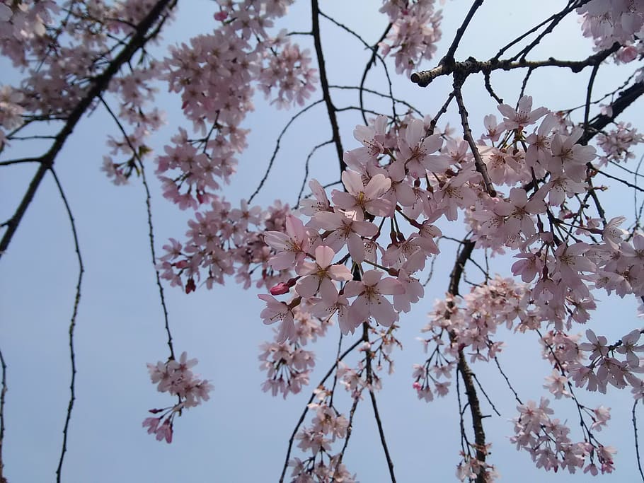 cherry blossom, spring, flower, plant, tree, fragility, flowering plant HD wallpaper