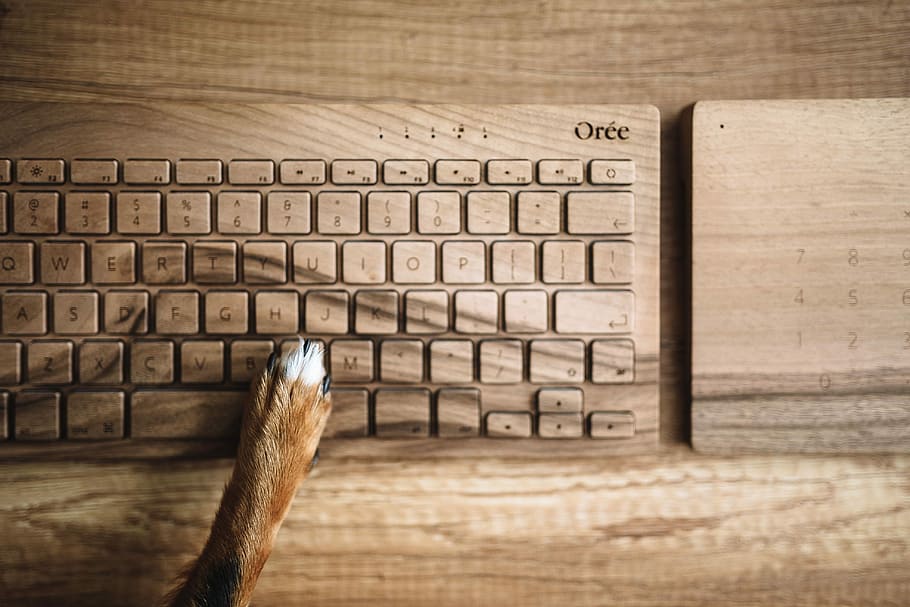 Dogs paw on the wooden keyboard, technology, pet, animal, funny, HD wallpaper