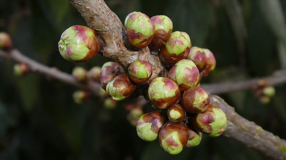 bud, cherry tree, spring, awakening, balls, fruit, growth, plant HD wallpaper