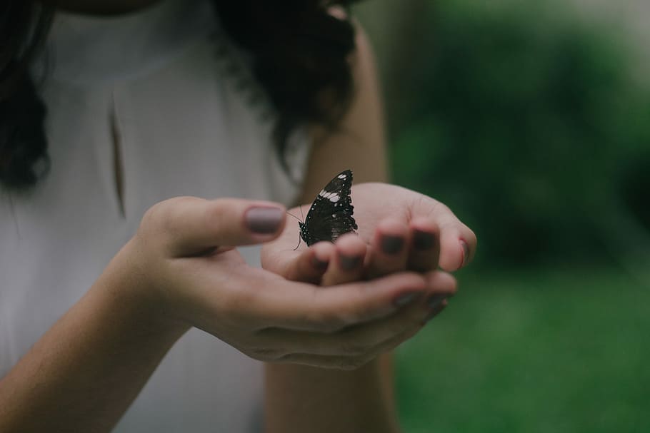 black butterfly on woman's palm, woman holding black and white butterfly at daytime HD wallpaper