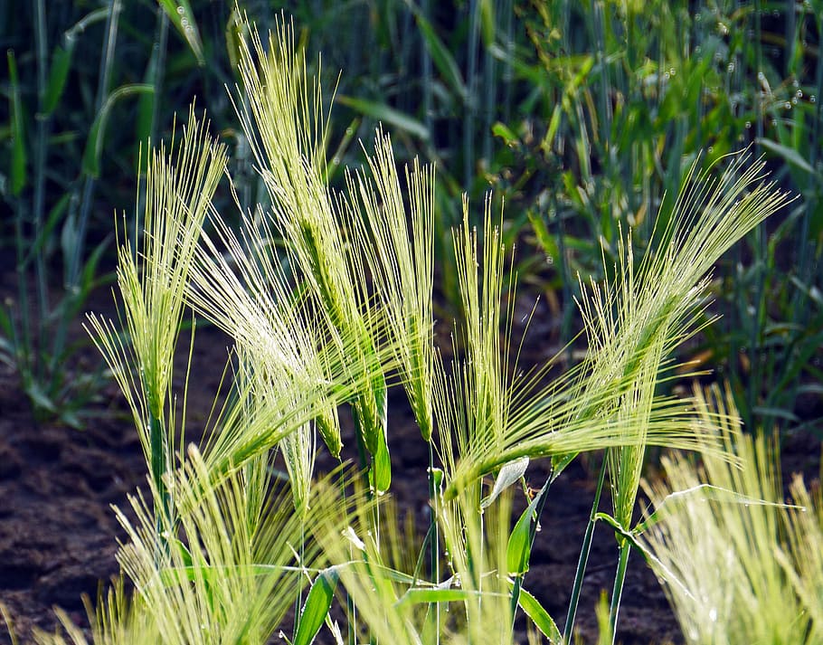 Spike, Barley, Dew, Dewdrop, Awns, cereals, close, agriculture HD wallpaper