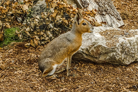 animal, mara, priroda, animal themes, animal wildlife, mammal HD wallpaper