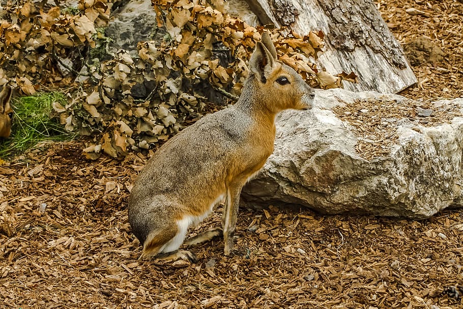 animal, mara, priroda, animal themes, animal wildlife, mammal HD wallpaper