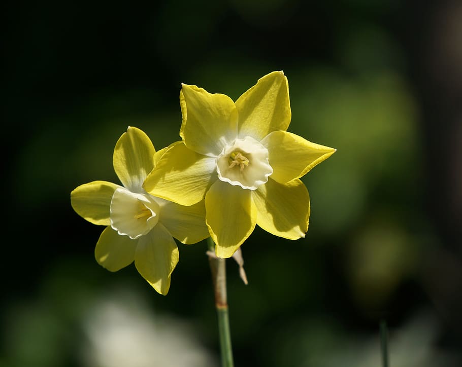 narcissus, narcissus pseudonarcissus, daffodil, ostergloeckchen