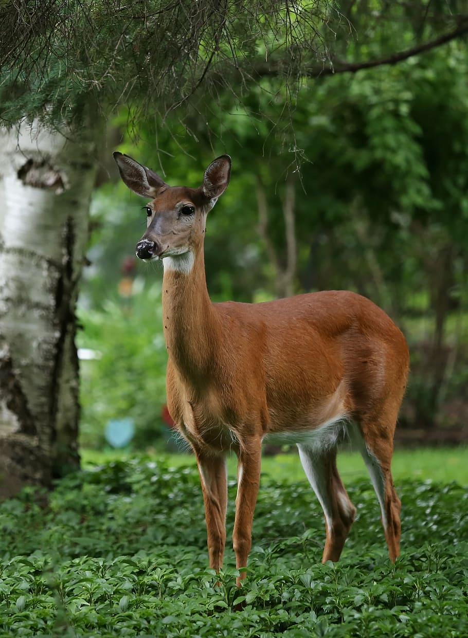 deer, summer, nature, wildlife, animal, forest, outdoor, day, HD wallpaper