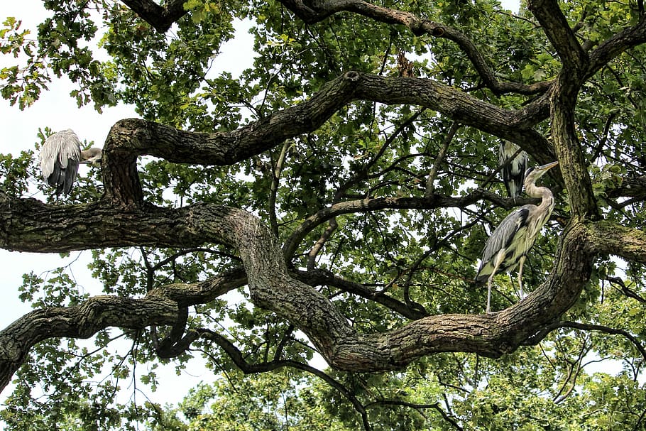Tree, Aesthetic, Branches, Birds, Heron, grey heron, oak, gnarled HD wallpaper