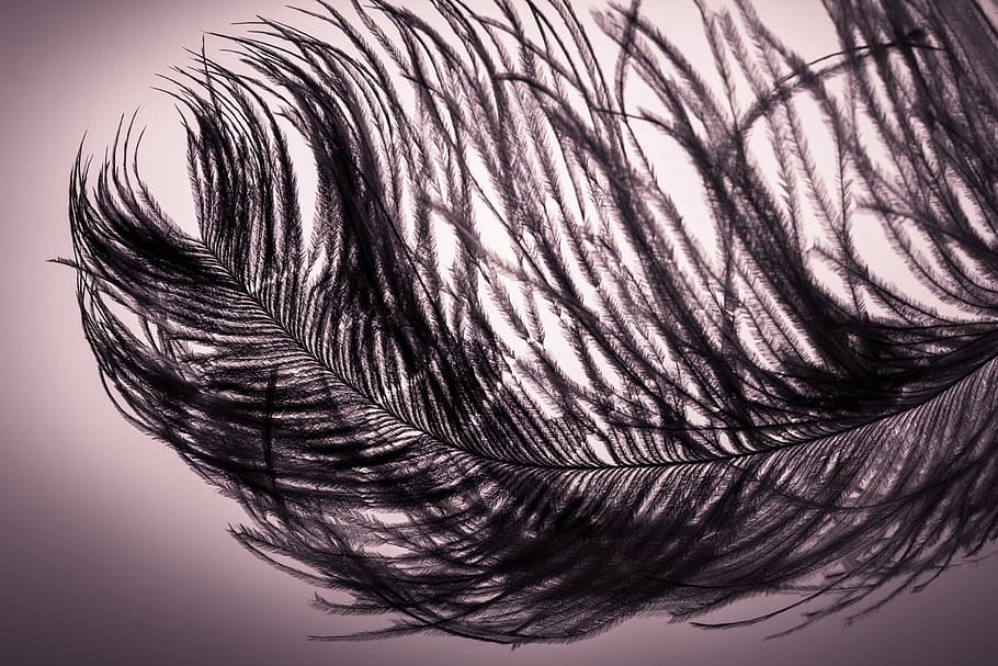 strauss spring, feather, ease, close, bird feather, spring dress HD wallpaper