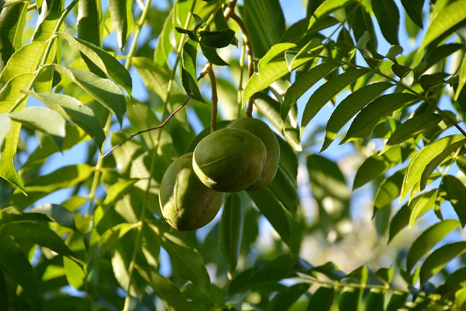 leaf, nature, flora, tree, fruit, exotic, island, plant part HD wallpaper