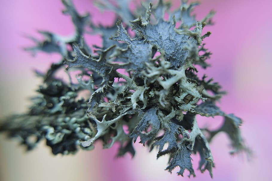 moss, nature, macro, detail, abstraction, plant, studio shot HD wallpaper