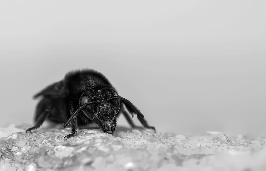 macro, insects, nature, rock, animal themes, invertebrate, one animal HD wallpaper