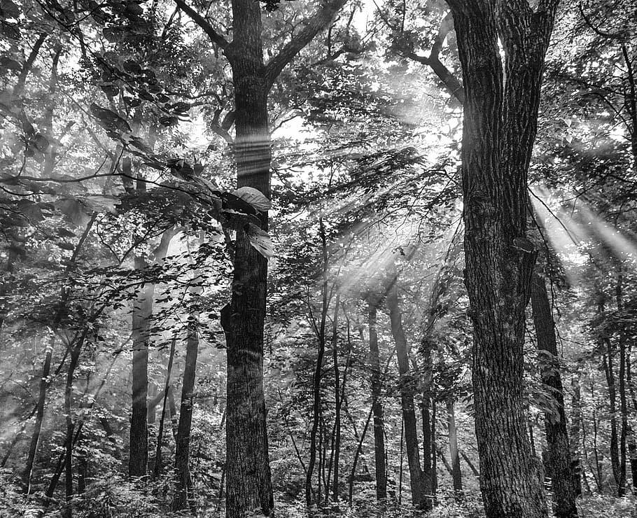 tree, sunshine, rays, sun ray, light, sunlight, nature, forest HD wallpaper