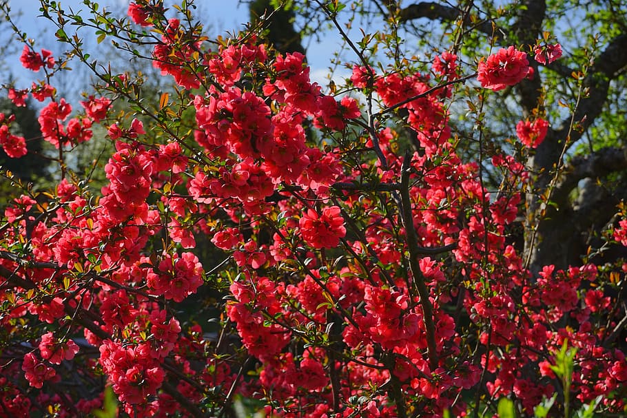 japanese ornamental quince, bush, blütenmeer, flowers, red, HD wallpaper
