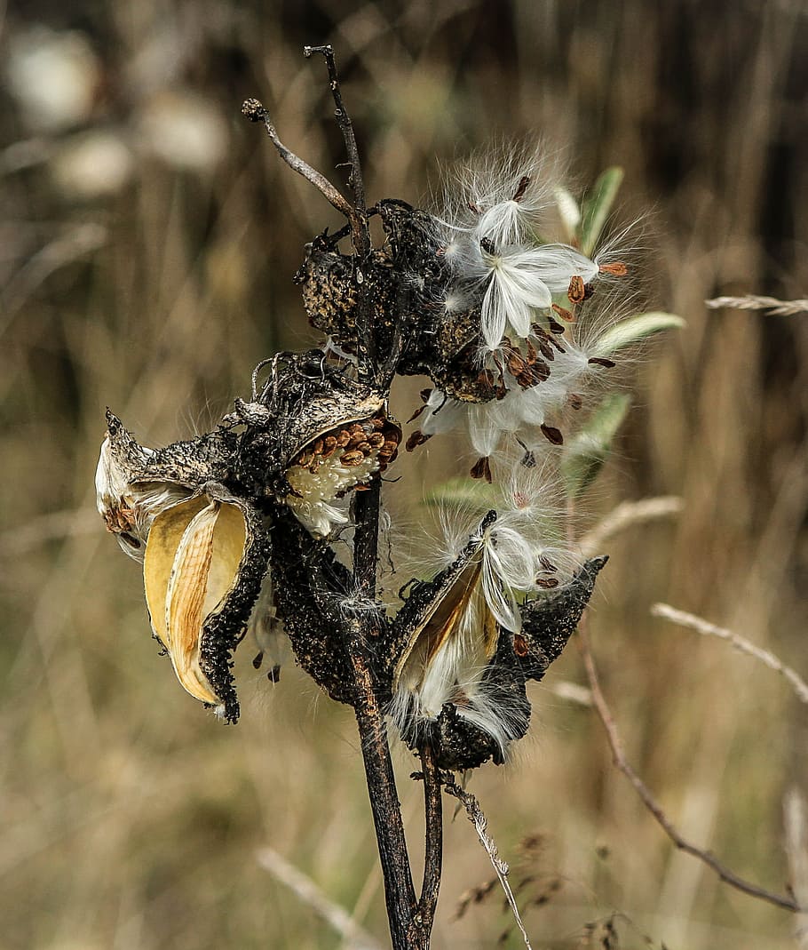 Milkweed, Seed Pods, Delicate, Fall, plant, wispy, flora, season HD wallpaper