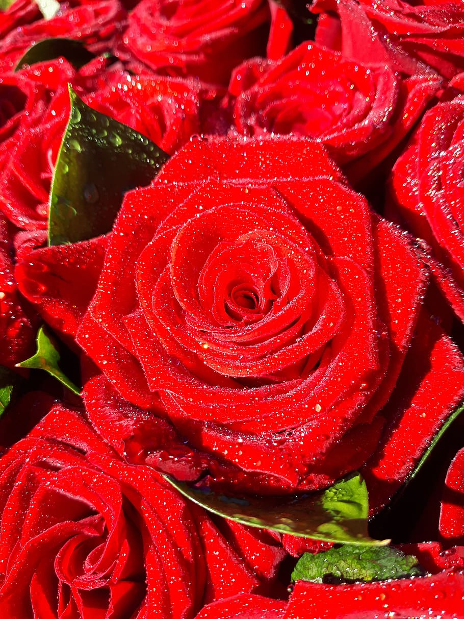 rose, red, bouquet, macro, drops, full frame, freshness, backgrounds HD wallpaper