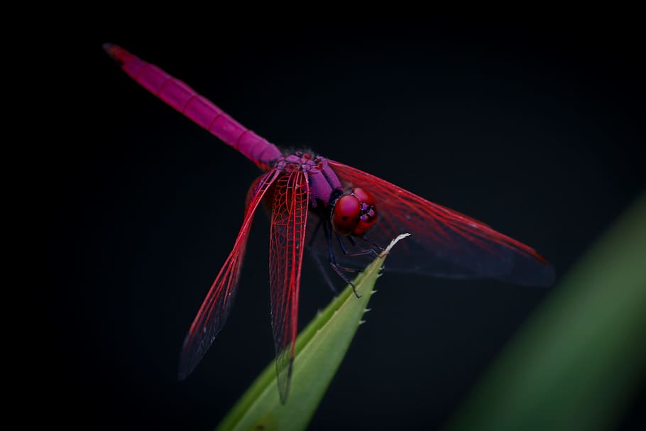 Dragonflies 1080P, 2K, 4K, 5K HD wallpapers free download | Wallpaper Flare