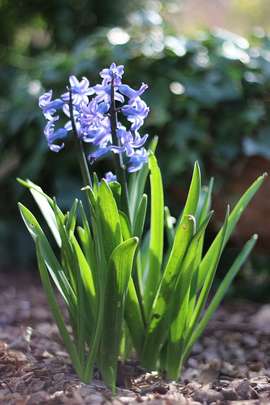 spring, flowers, nature, macro, garden, plant, blue flower HD wallpaper