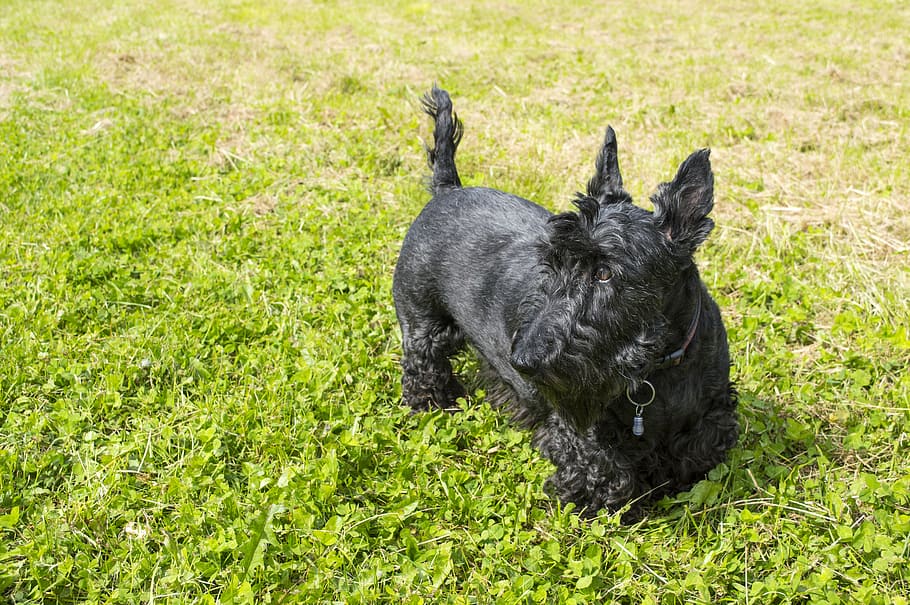 adult black Scottish terrier on grass, dog, sunny, cute, friendly