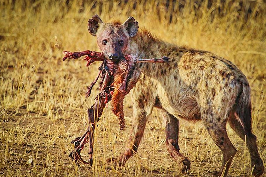 wolf eating animal beside green grass field, hyena, tanzania