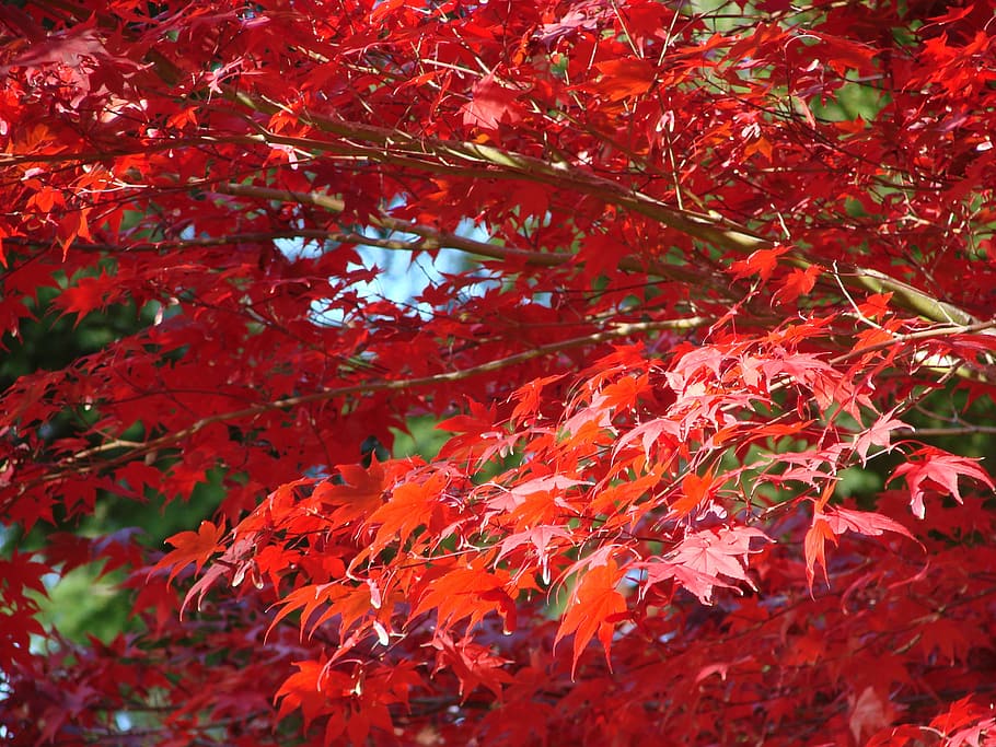 Leaf, Leaves, Fall, Vivid, Nature, red, tree, foliage, plant HD wallpaper