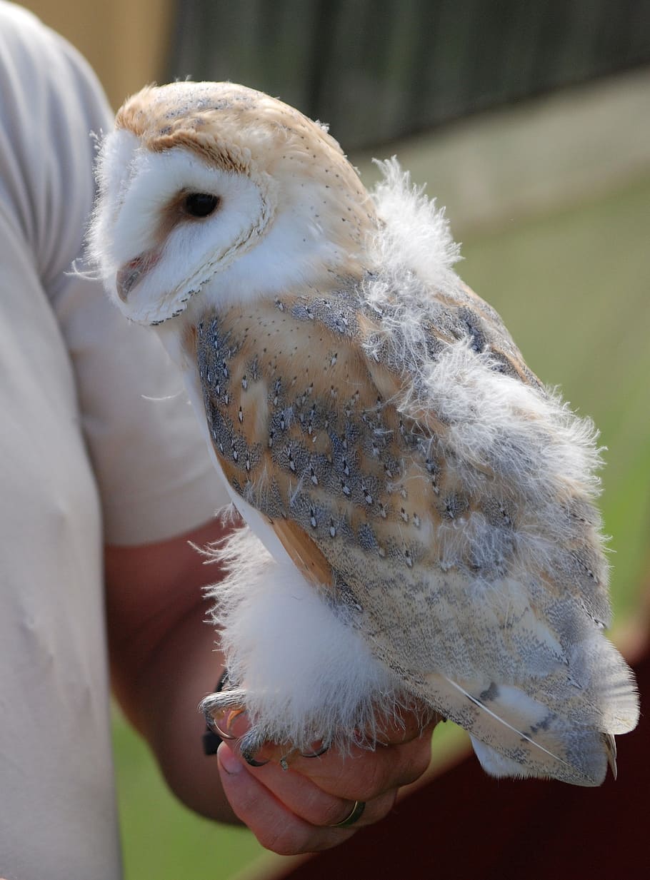 barn, owl, captive, young, wildlife, bird, human hand, one person HD wallpaper