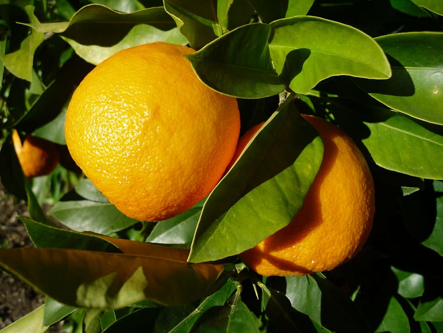 orange, fruit, seville, leaf, citrus fruit, food and drink HD wallpaper