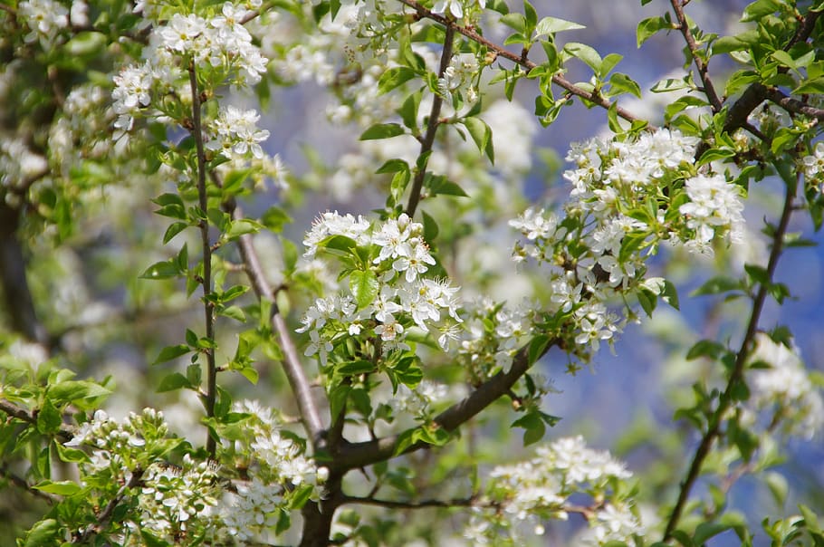 flower, tree, branch, nature, plant, flowering plant, beauty in nature HD wallpaper